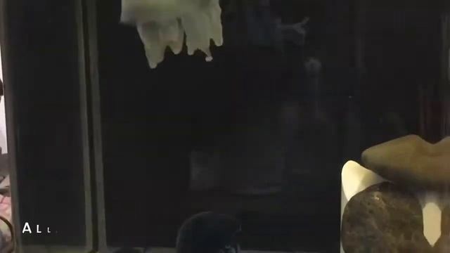 Jellyfish Spinning Simulator смотреть онлайн