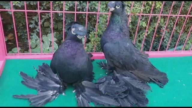 ТЯГА 50 МЕТРОВ. Узбекские двухчубые голуби. Tauben. Pigeons