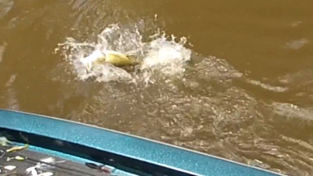 Pearl River Bass смотреть онлайн