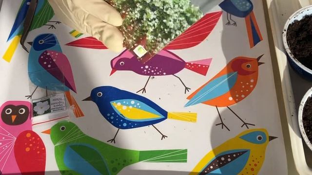 Посев ампельных в марте: петунии, бакопы, антирринума смотреть онлайн