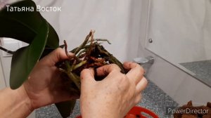 Как пересадить орхидею стандарт?🌸