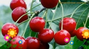 Вишня обыкновенная Молодежная. Краткий обзор, описание характеристик prunus cerasus Molodezhnaia