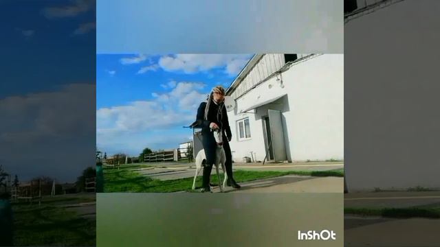 Дрессировка борзых. Грейхаунд. Трюки. смотреть онлайн