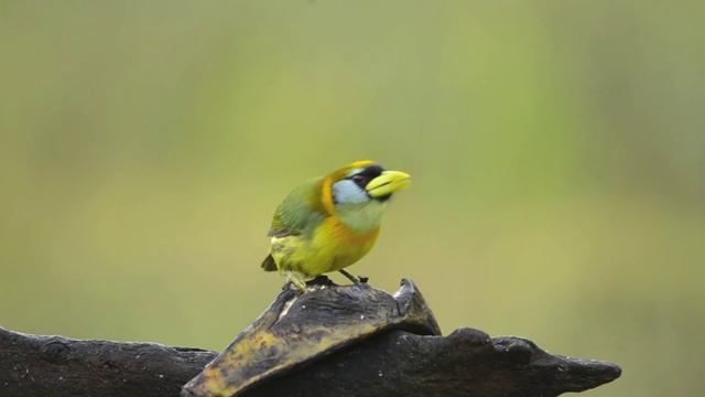 Eubucco bourcierii, Montezuma, Risaralda смотреть онлайн