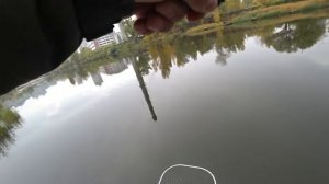 Воблер TsuYoki DRAGA 130SP цвет- 439   (05.11.2020)