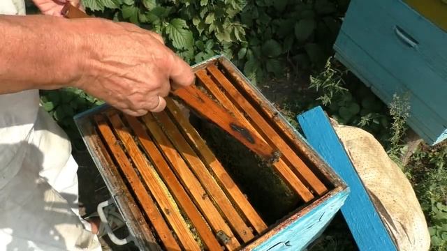 СЕКРЕТЫ подготовки ПЧЕЛ на ЗИМУ. Наращивание семей. смотреть онлайн