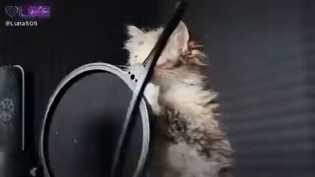 Котята очень мило мяукают смотреть онлайн