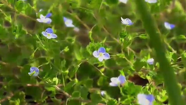 Как прекрасен этот мир смотреть онлайн