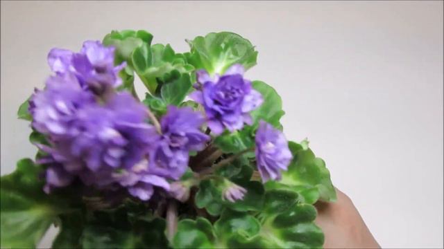 WATER NYMPH - African Violet Review