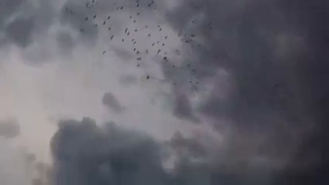 Аисты летят по маршруту на юг смотреть онлайн