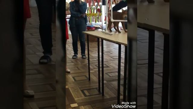 Выставка кошек в Уфе. смотреть онлайн