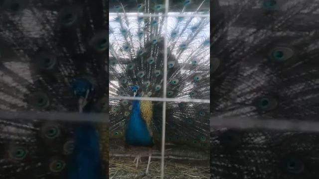 Павлин жар птица, я лучший, а как считаете вы? #shorts смотреть онлайн