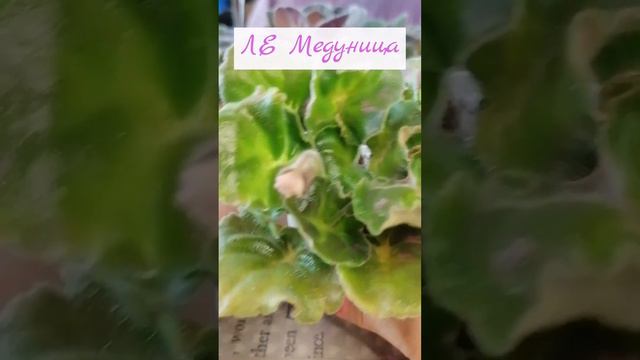 Детки фиалок, август 2023год (58,63)