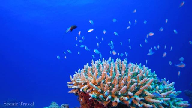 3 HOURS of 4K Dolphin Paradise Island - Undersea Nature Relaxation Film + Relaxing Music смотреть онлайн