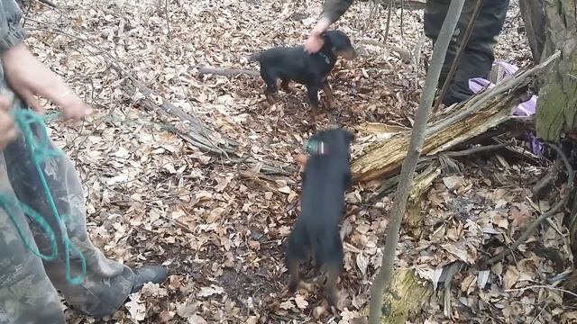 Бои собак ягдтерьер против ягдтерьера смотреть онлайн