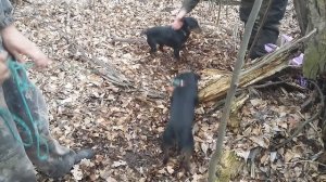 Бои собак ягдтерьер против ягдтерьера