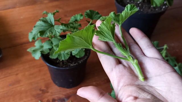 Черенкуем королевскую пеларгонию. смотреть онлайн