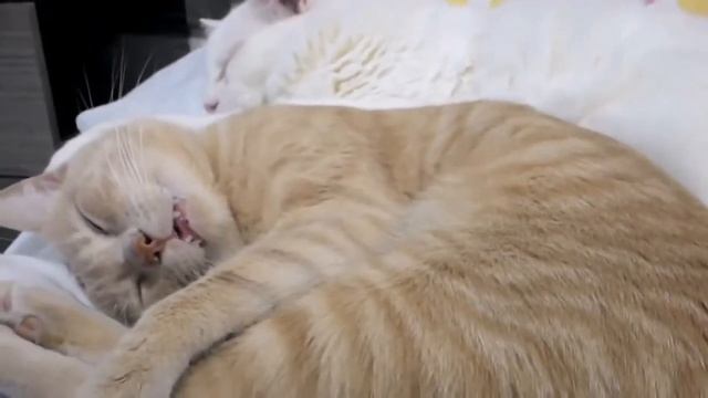 Кот храпит как мужик Прикол смотреть онлайн
