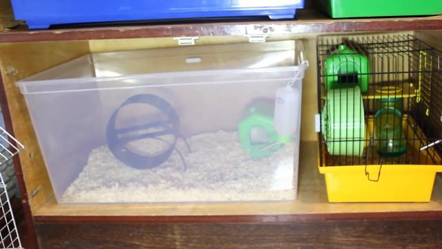 Что делать, если нет денег на клетку? смотреть онлайн