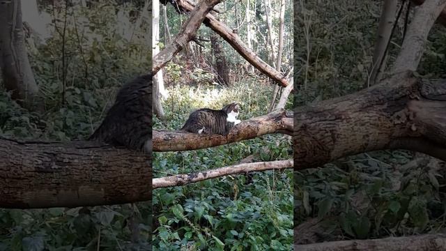 LuCa relaxing in the forest (2) / LuCa entspannt sich im Walde (2) смотреть онлайн