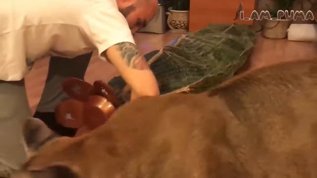 Пума Месси Елки 1 Couguar Messi Christmas Tree 1 смотреть онлайн