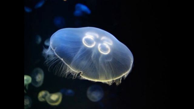 Medusa Aurelia смотреть онлайн