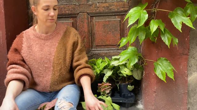 Jak Dbać O Syngonium, Kompletne Wskazówki Pielęgnacyjne I Podlewanie.