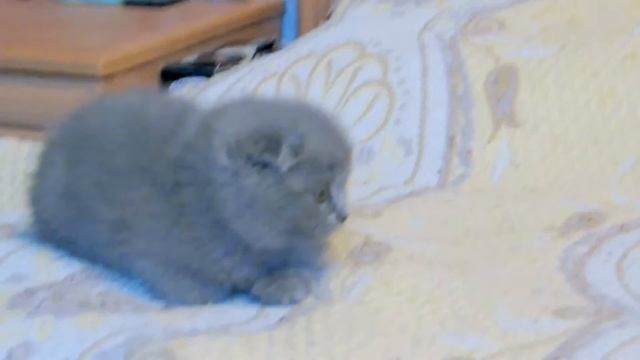 МИЛЫЕ КОТЯТА смотреть онлайн