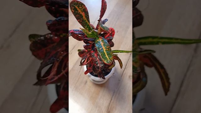 Кротон Red banana смотреть онлайн