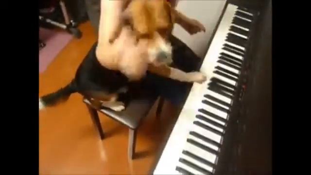 Смешное видео о СОБАКАХ смотреть онлайн
