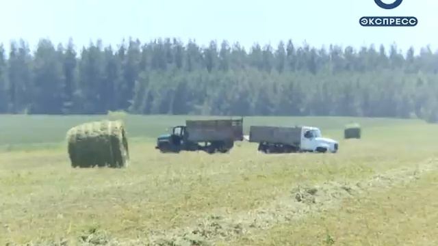 В Неверкино запаслись кормовой травой на два года вперед смотреть онлайн