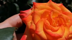 Зацвела роза 'Циркус' (Circus) - подарок от мужа - по сорту. Июнь 2024.