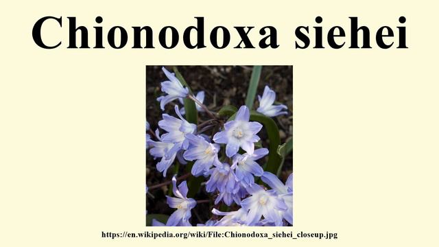 Chionodoxa siehei
