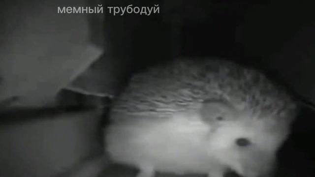 ёжик хрюкает смотреть онлайн