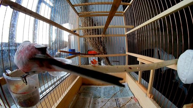 Урагус заливается + тест объектива Fish-Eye 8mm F3.8 M4/3