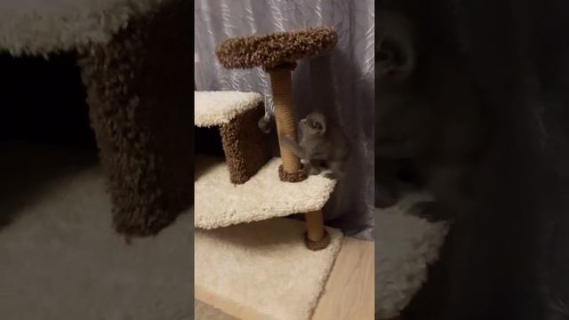 Домик с когтеточкой своими руками. смотреть онлайн