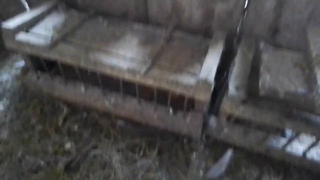 Спортивні голуби. Як я годую голубів . смотреть онлайн