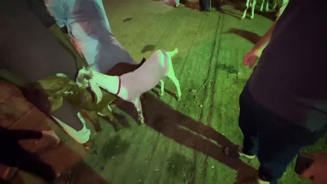 Finally bakre bhi leliye ?| bari mushkil se mile hain? смотреть онлайн