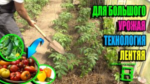 ЗАЧЕМ ОКУЧИВАЮ И МУЛЬЧИРУЮ ПОМИДОРЫ, ОГУРЦЫ И ПЕРЦЫ? ДЛЯ БОЛЬШОГО УРОЖАЯ ЭКО-САД ВЫХОДНОГО ДНЯ 24-04
