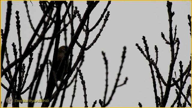 43~Bird Calls/Songs/Sounds~White-plumed Honeyeater~Australian Backyard Garden Birds Singing смотреть онлайн