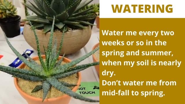 Plant Profiles: Aloe Humilis x A. "Piranha" / Spider Aloe or Blue Dwarf Aloe - Succulent смотреть онлайн