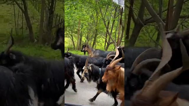 Козы в Грузии. Можете считать перед сном ? #georgia #аджария #goat #животные #viajes смотреть онлайн