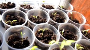 ЛУЧШИЙ СОРТ ТОМАТ КОРНЕЕВСКИЙ. 2 серия