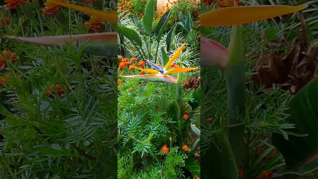 Bird Of Paradise Flower. Nature's Wonder. Another Beautiful Creation Of Creator. For Nature Lovers