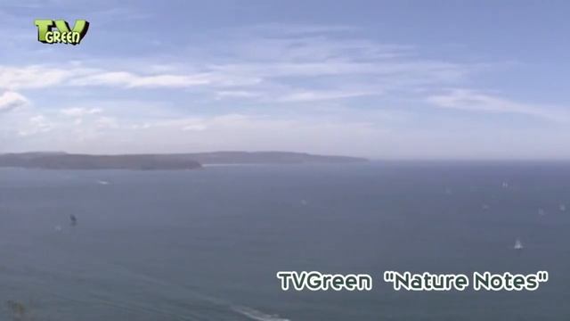 Blue Mountains National Park - dingo смотреть онлайн