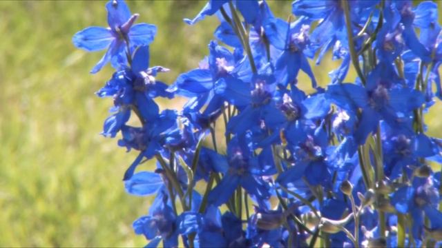 Larkspur смотреть онлайн