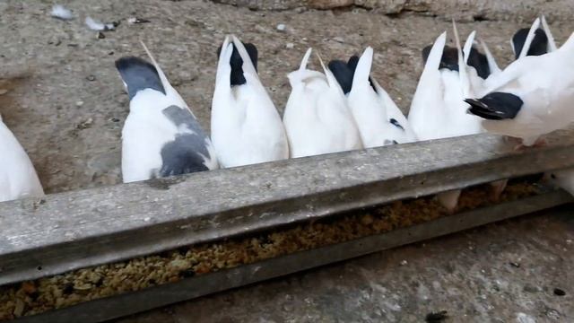 Что даю голубям во время линьки. What I give to pigeons during molting. смотреть онлайн