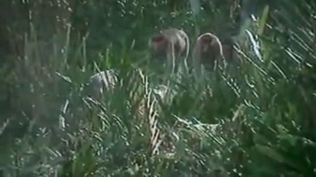 НОСАЧ -Длинноносая обезьяна КАХАУ с зубами вампира (лат. Nasalis larvatus) Малайзия Борнео джунгли. смотреть онлайн