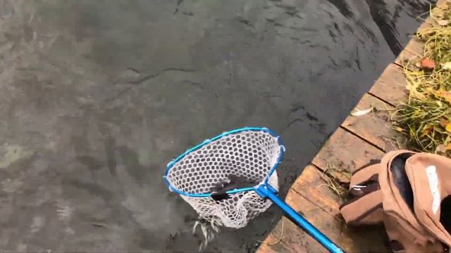 ПО в Царской Рыбалке / Catchandrelease Dy Carskaya Ribalka