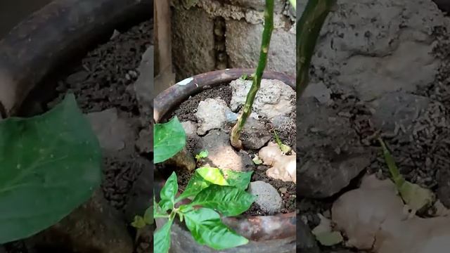 GINGER PLANT #asmr #workout #plants #shortvideos #shortfeed смотреть онлайн